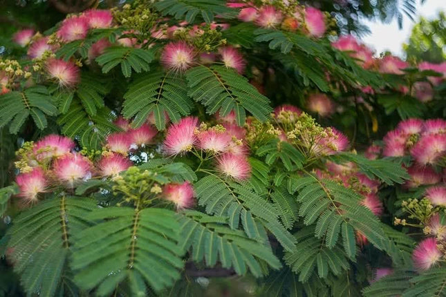 30 Mimosa Silk Tree Seeds - Seed World