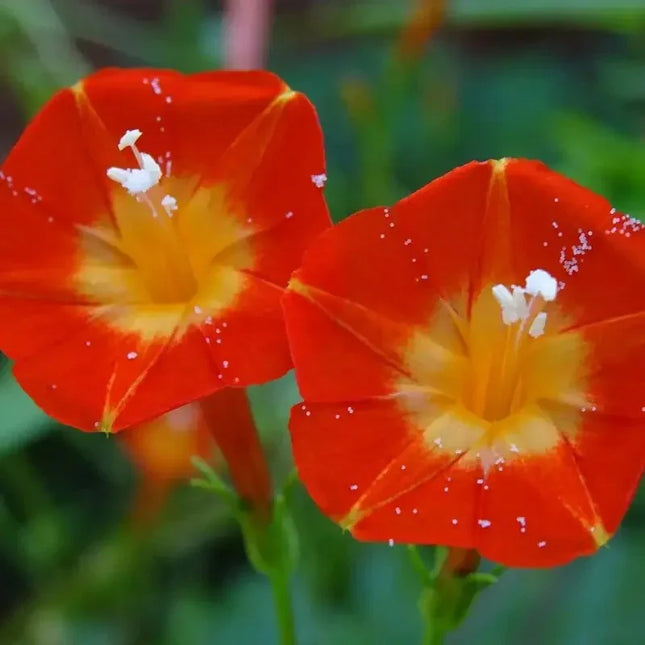 30 Morning Glory - Orange Noah Seeds - Seed World