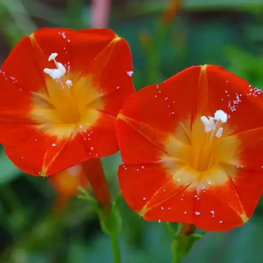 30 Morning Glory - Orange Noah Seeds - Seed World