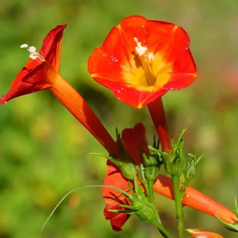 30 Morning Glory - Orange Noah Seeds - Seed World