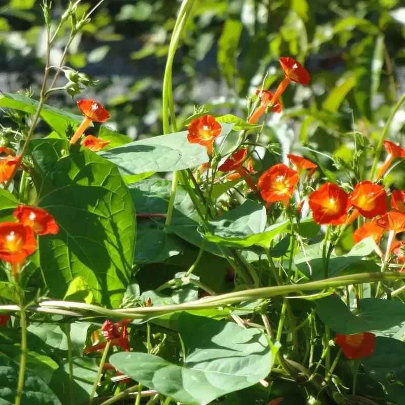 30 Morning Glory - Orange Noah Seeds - Seed World