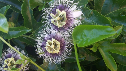 30 passion fruit seed Tropics Passiflora - Seed World