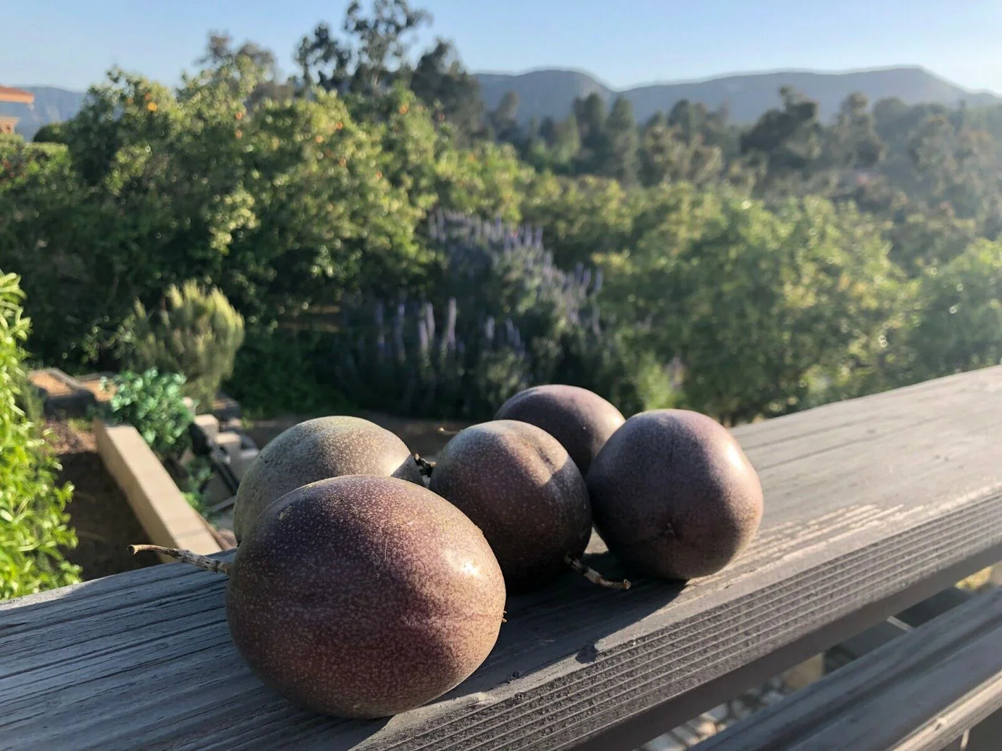 30 passion fruit seed Tropics Passiflora - Seed World