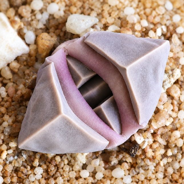 Lapidaria margaretae Seeds – product image 1