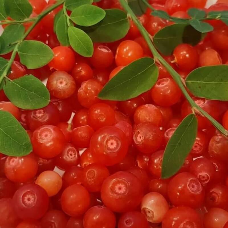 30 Red Huckleberry Seeds - Seed World