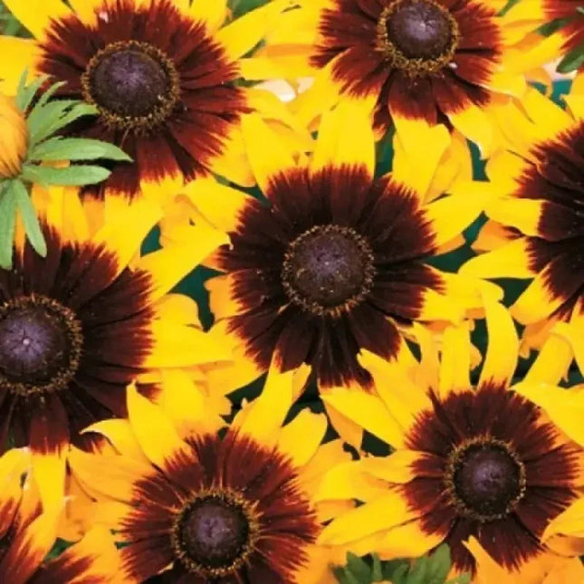 30 Rudbeckia Solar Eclipse Flower Seeds - Seed World
