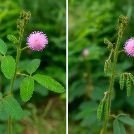 30 Sensitive Plant Mimosa Pudica Seeds - Seed World