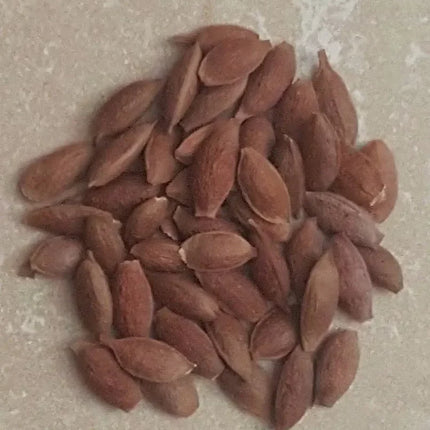 30 Shoestring Acacia Willow Tree Seeds - Seed World