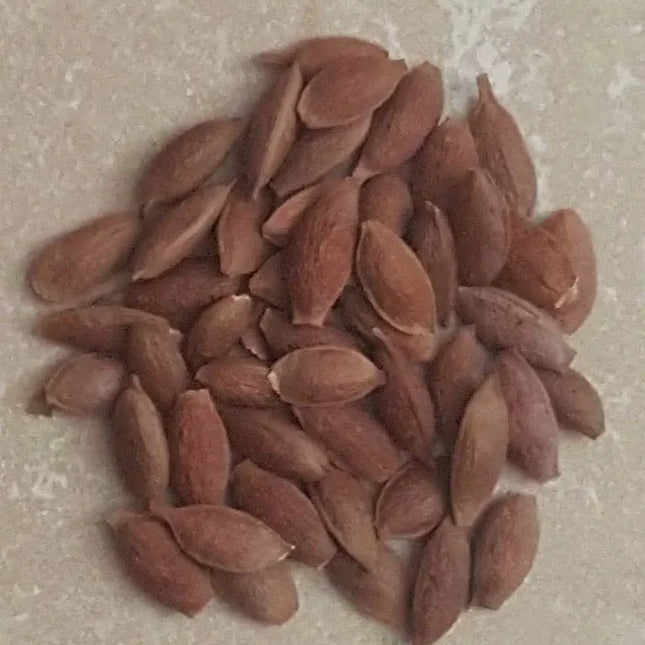 30 Shoestring Acacia Willow Tree Seeds - Seed World