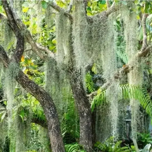 30 Spanish Moss - Tillandsia Usneoides Seeds - Seed World
