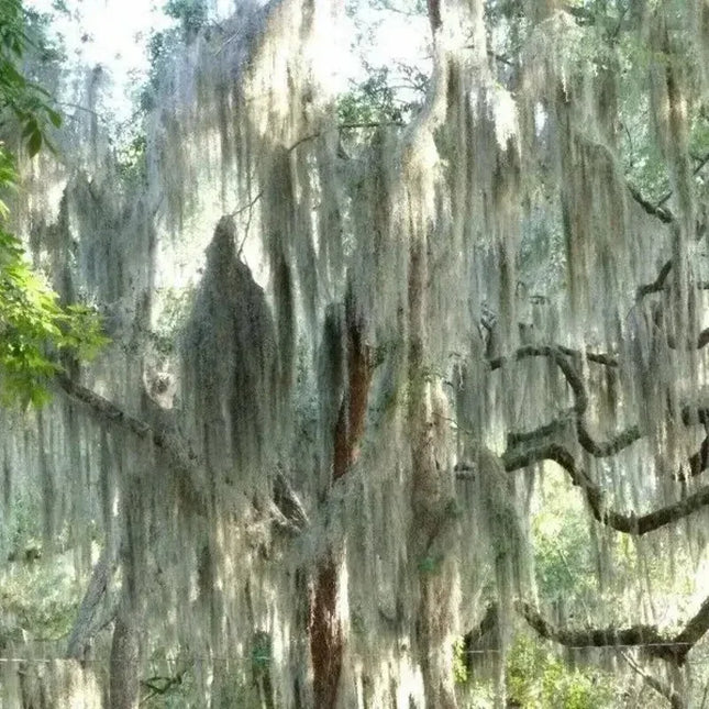 30 Spanish Moss - Tillandsia Usneoides Seeds - Seed World