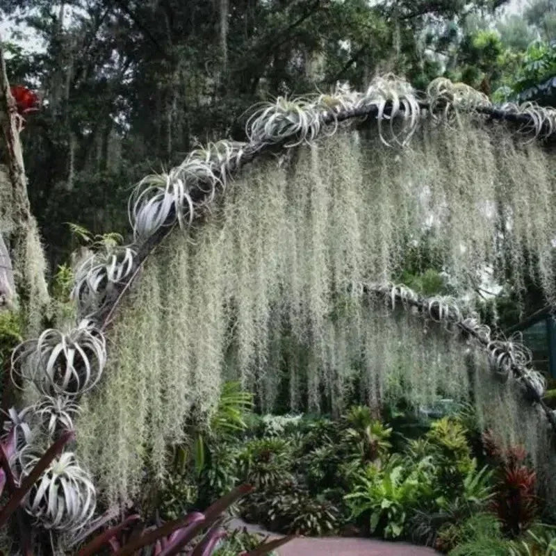30 Spanish Moss - Tillandsia Usneoides Seeds - Seed World