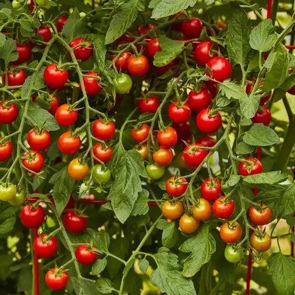 30 Super Sweet Hybrid Cherry Tomato Seeds - Seed World