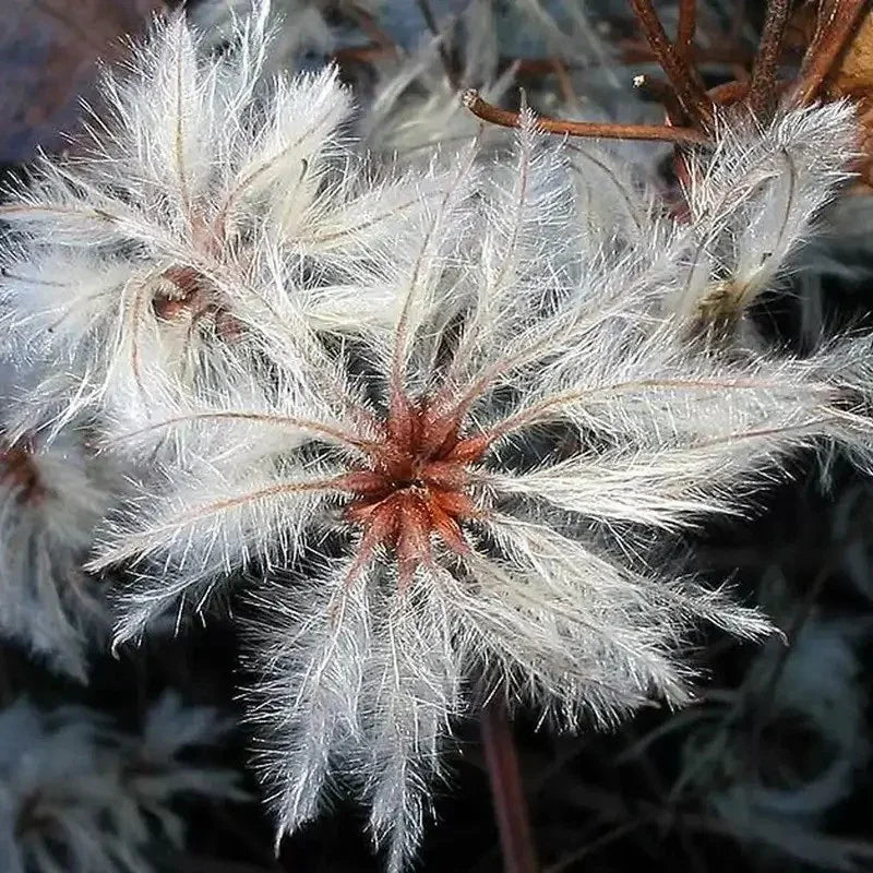 30 Traveller's Joy - Old Man's Bear Seeds - Seed World