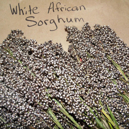 30 White African Sorghum Seeds - Seed World