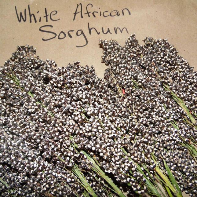 30 White African Sorghum Seeds - Seed World