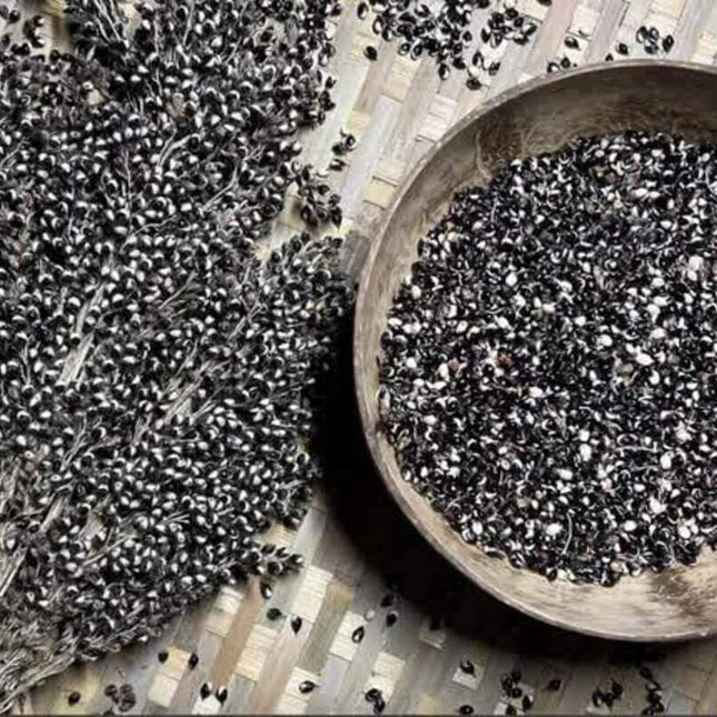 30 White African Sorghum Seeds - Seed World