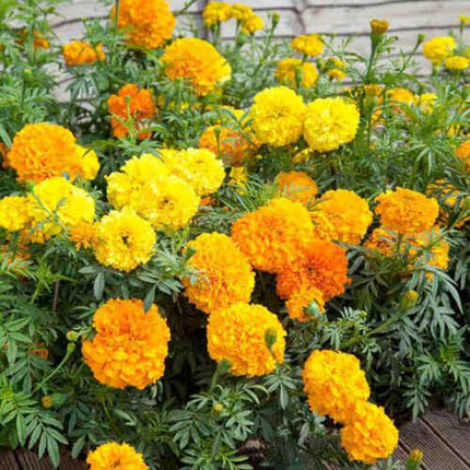 300 African Marigold Crackerjack Mix Seeds – Giant Blooms in Bright Yellow & Orange - Seed World