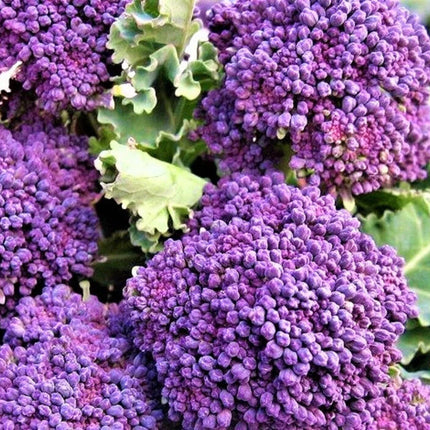 300 Early Purple Sprouting Broccoli Seeds - Seed World