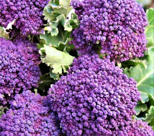 300 Early Purple Sprouting Broccoli Seeds - Seed World