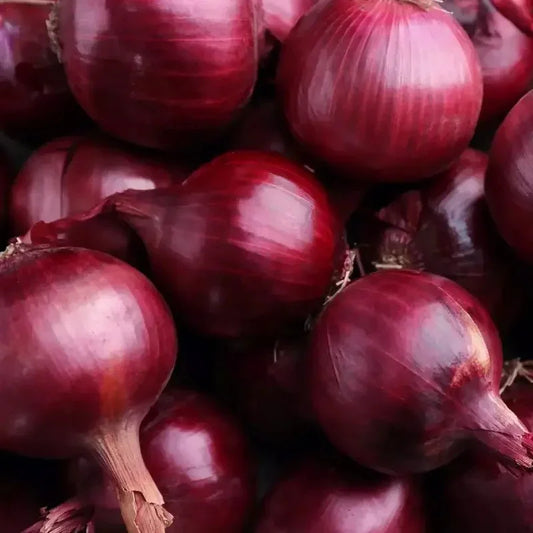 300 Red Grano Onion Seeds - Seed World