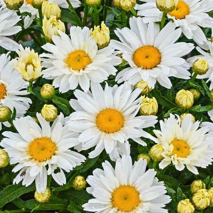 300 Shasta Daisy Seeds - Seed World