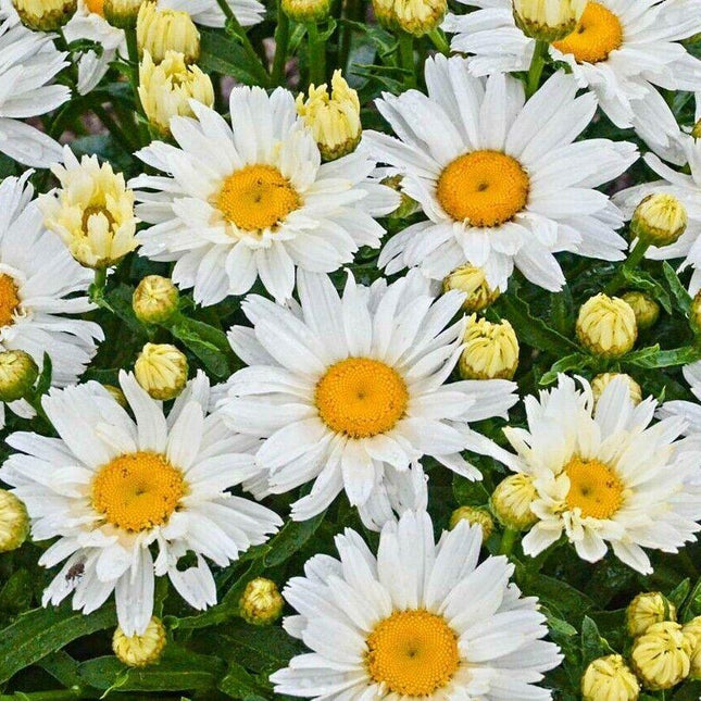 300 Shasta Daisy Seeds - Seed World