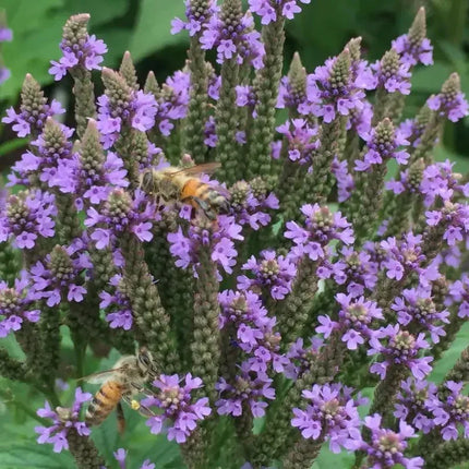 300 Verbena - Blue Vervain - Hastata Seeds - Seed World