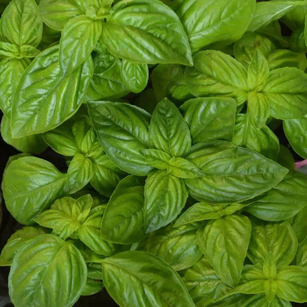 3000 Basil Seeds Collection, NON-GMO, 12 Different Varieties - Seed World
