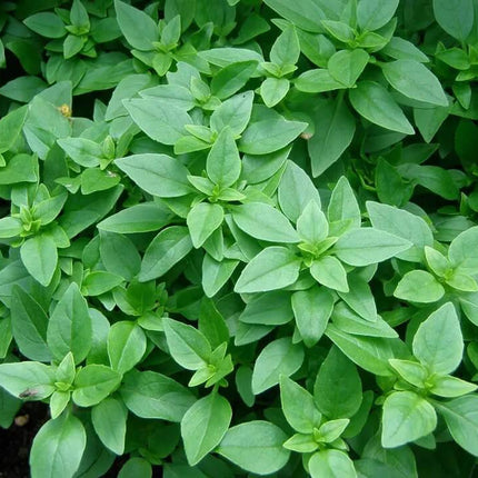 3000 Basil Seeds Collection, NON-GMO, 12 Different Varieties - Seed World