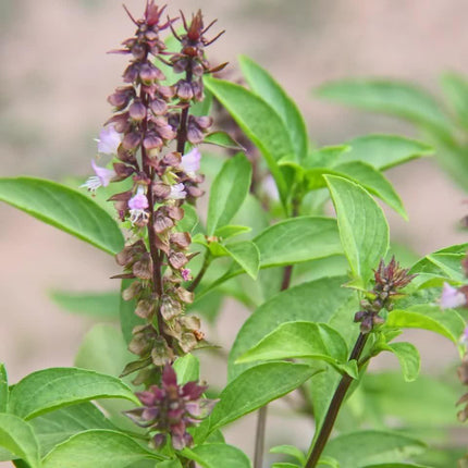 3000 Basil Seeds Collection, NON-GMO, 12 Different Varieties - Seed World