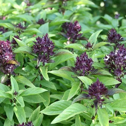 3000 Basil Seeds Collection, NON-GMO, 12 Different Varieties - Seed World