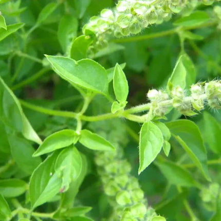 3000 Basil Seeds Collection, NON-GMO, 12 Different Varieties - Seed World