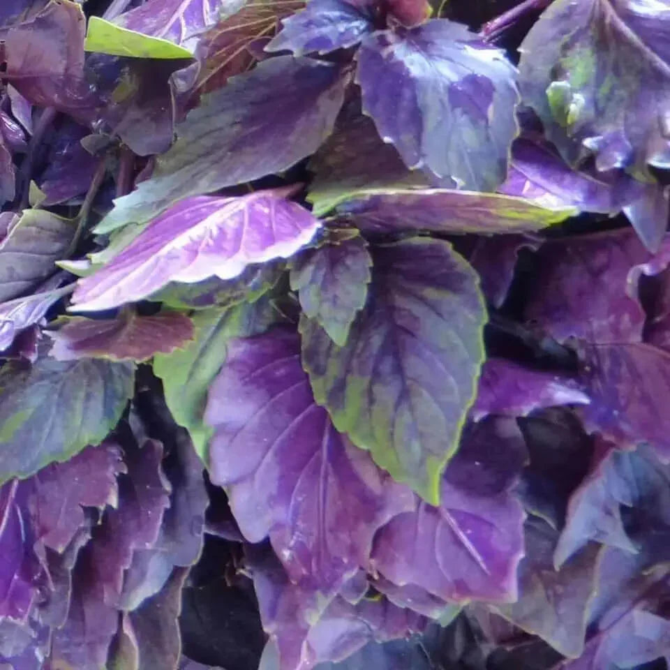 3000 Basil Seeds Collection, NON-GMO, 12 Different Varieties - Seed World