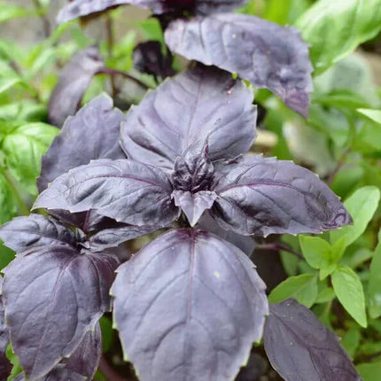 3000 Basil Seeds Collection, NON-GMO, 12 Different Varieties - Seed World