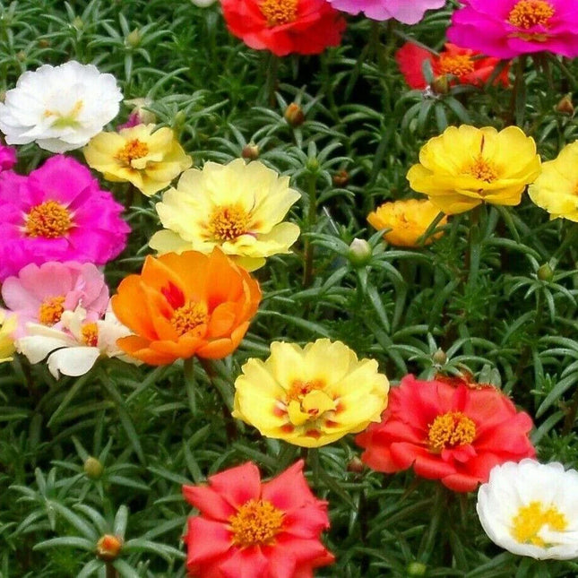 3000 Moss Rose Grandiflora Seeds - Mix Groundcover - Seed World