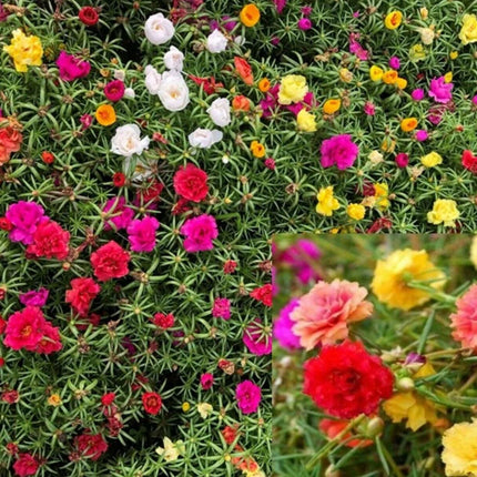 3000 Moss Rose Grandiflora Seeds - Mix Groundcover - Seed World