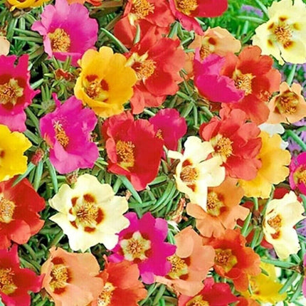 3000 Moss Rose Grandiflora Seeds - Mix Groundcover - Seed World
