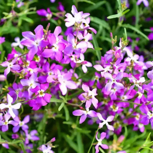 3000 Night Scented Stock Flower Seeds - Seed World