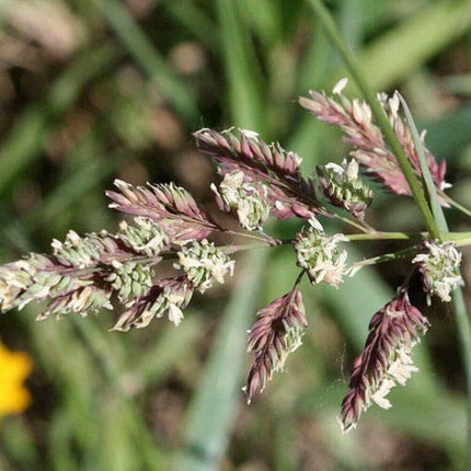 3000 Reed Canary Grass Seeds - Seed World