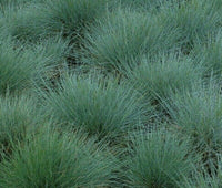 300 Blue Fescue Grass Seeds