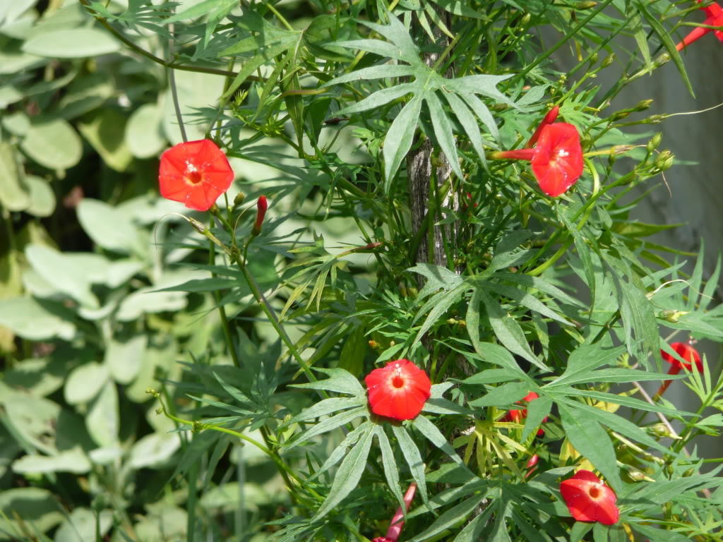 30 Cardinal Climber Vine Seeds