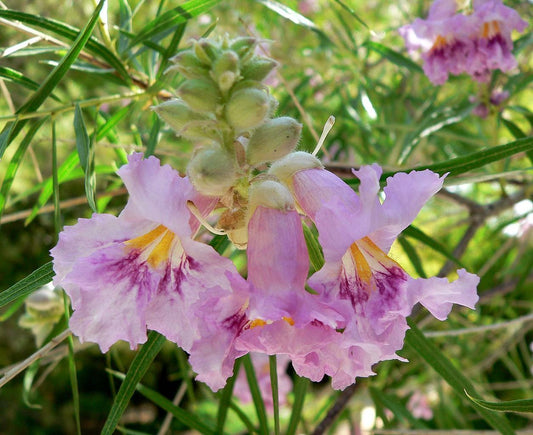 30 Desert Willow Tree Seeds