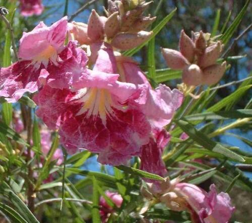 30 Desert Willow Tree Seeds