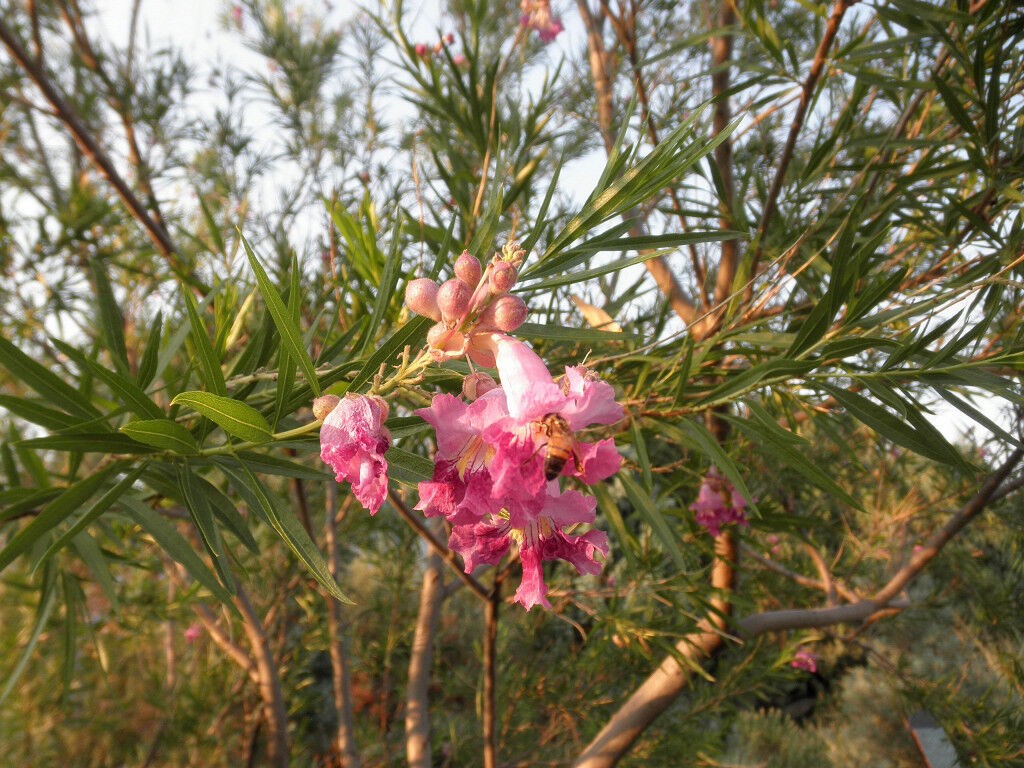 30 Desert Willow Tree Seeds