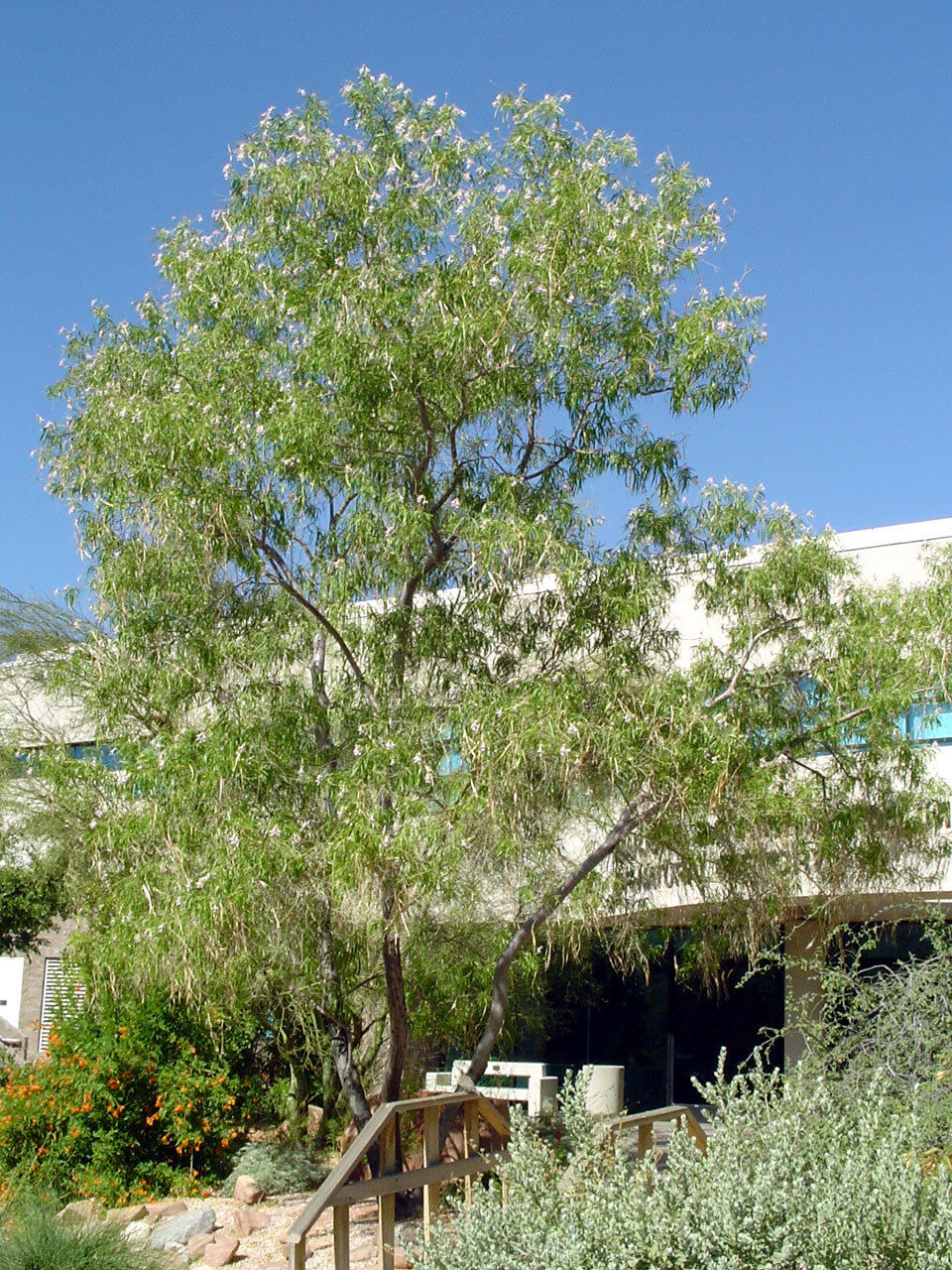 30 Desert Willow Tree Seeds