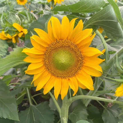 Dwarf Sunspot Sunflower Seeds – Helianthus annuus with Large Golden Yellow Blooms, Compact Dwarf Sunflower Variety with Bright Yellow Petals, Ideal for Containers, Garden Beds and Pollinator Gardens Seed World