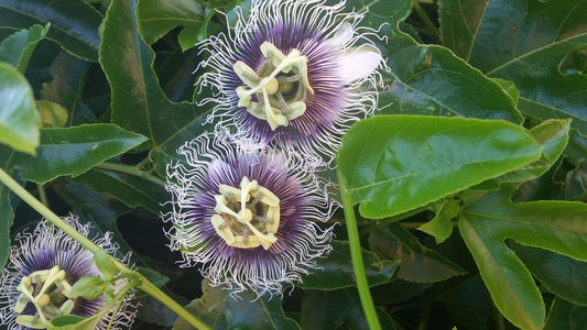 30 passion fruit seed Tropics Passiflora