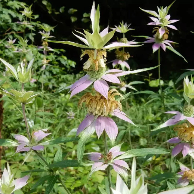 320 Spotted Bee Balm - Monarda Punctata Seeds - Seed World