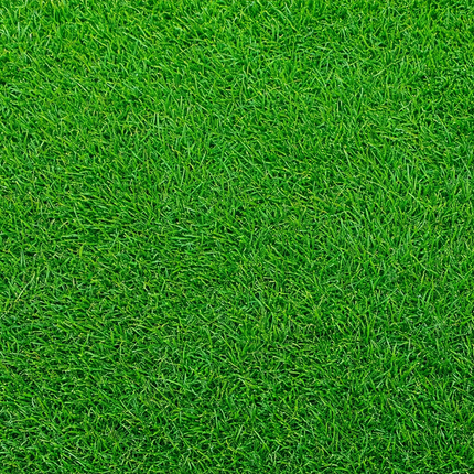 Empire Zoysia Grass Seed - Drought-Resistant Lawn (1/8 lb Pack)